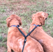 Dual Bungee Leash Add-On