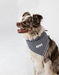 Buddy Dog Bandana