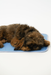 Cool Pet Pad