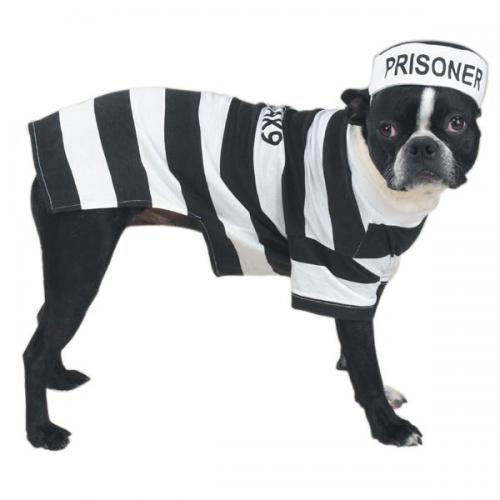 Casual Canine Prison Pooch Costume 