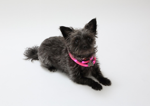 Silicone Cuttable LED Illuminated Dog Collar - USB Rechargeable 