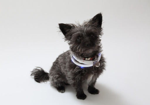 Silicone Cuttable LED Illuminated Dog Collar - USB Rechargeable 